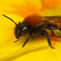 Tawny Mining Bee 5 